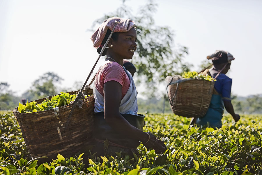 3   Women picking tea leafs in one of the many tea gardens of  Assam